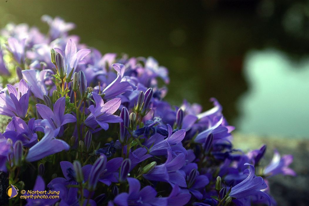 Nom de l'image : D1035073-01_(c)Norbert-JUNG — Description :